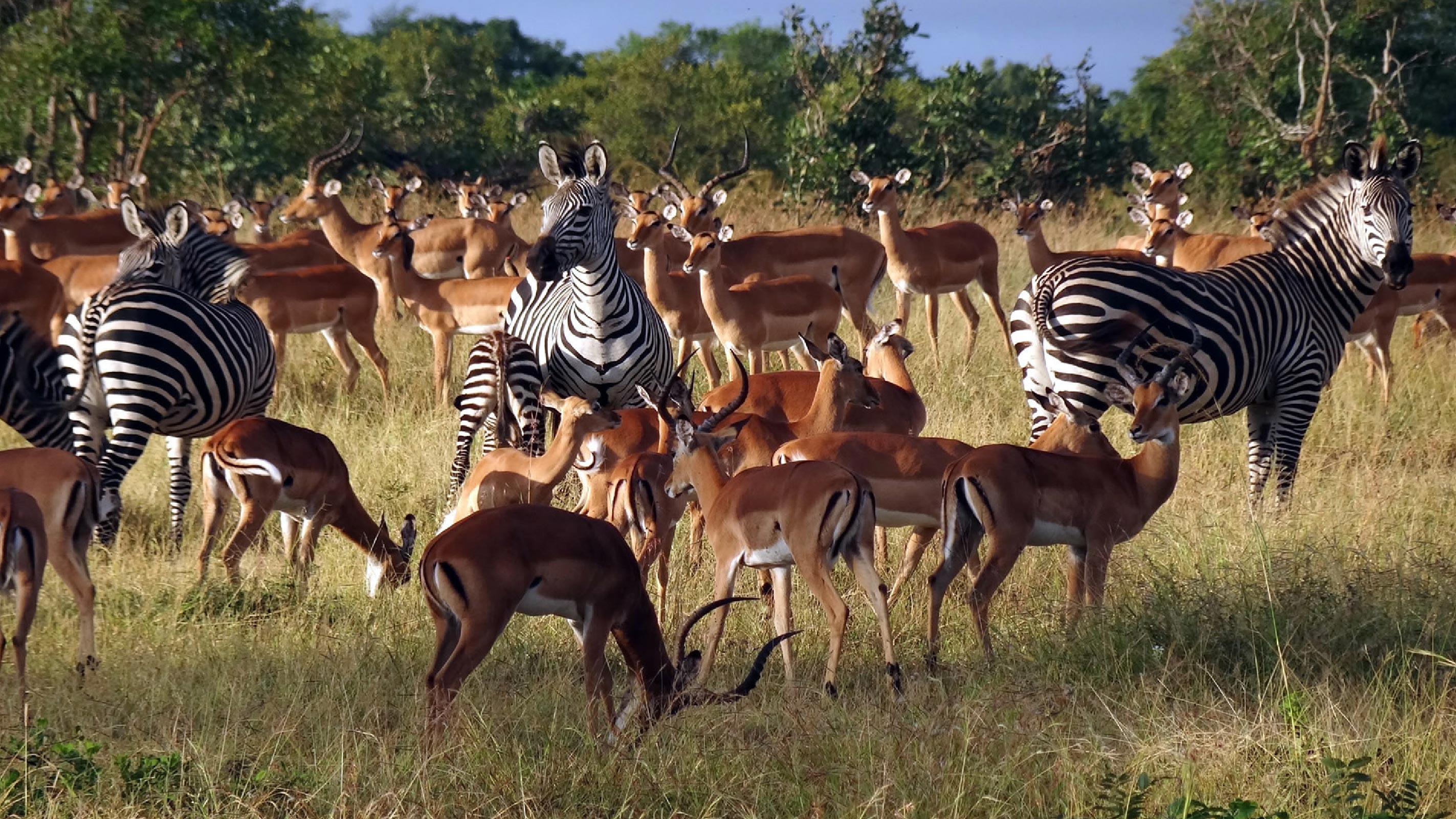 Mikumi National Park